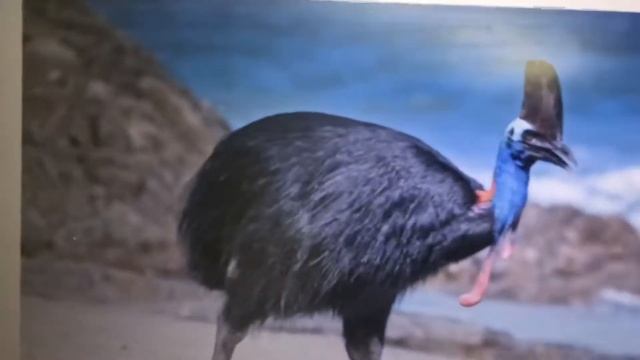 Рисуем австралийского казуара смотреть онлайн