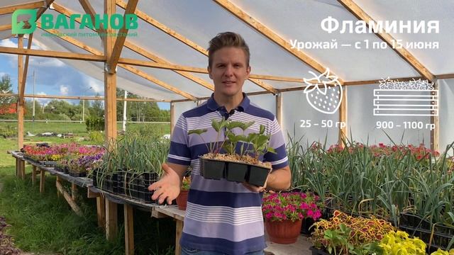 Рассада клубники сорта ФЛАМИНИЯ: описание, урожайность, советы и секреты сорта | Питомник Ваганова смотреть онлайн
