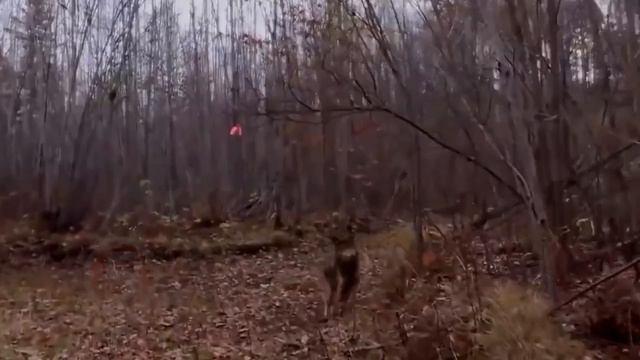 10 ЖИВОТНЫХ, КОТОРЫМ НЕРЕАЛЬНО ПОВЕЗЛО. смотреть онлайн