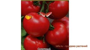 Томат обыкновенный Пегас F1 (pegas f1) ? томат Пегас F1 обзор: как сажать семена томата Пегас F1