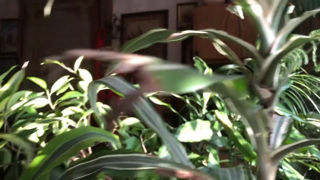 Солнце в зимнем саду в феврале смотреть онлайн