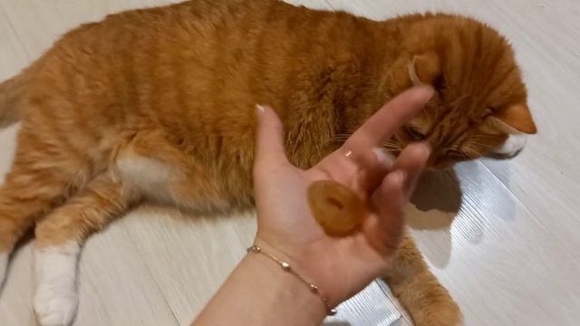 Лакомство для котов. Кушаем, или нет.. Вот в чем вопрос) смотреть онлайн