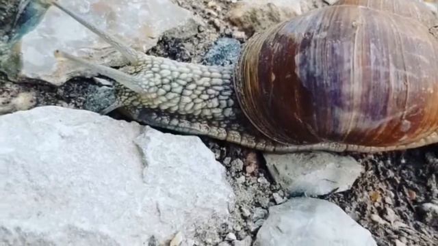 Полезные свойства мяса улиток. Химический состав смотреть онлайн