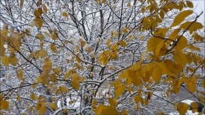 Шуберт Мюллер Последняя надежда Борис Гмыря