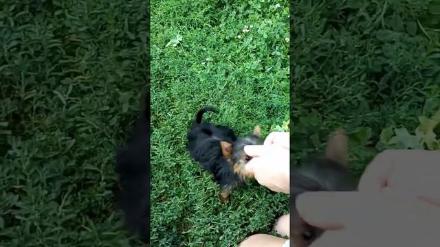 Продолжение истории, про щенка йорка, родившегося с волчьей пастью. смотреть онлайн