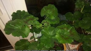 Почему не цветет герань — удобрения для герани