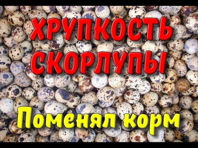 СКОРЛУПА ЯИЦ УКРЕПИЛАСЬ / Поменял корм для перепелов