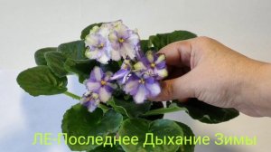 ЛЕ-Жизель.-Лунтик.Последнее Дыхание Зимы.-Снегурочка.-Тигра.