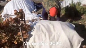Азалия| Гортензия| Укрываем на зиму