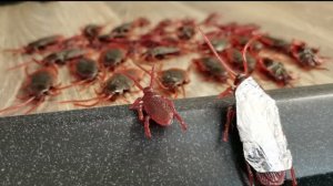 Операция "Кухня'. АРБАЛЕТ ОКСИ