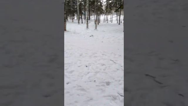 Кормлю белок г.Усть-Илимск 01.12.2019 смотреть онлайн