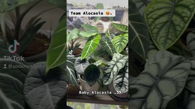 My Alocasia Collection. Silver Dragon. Frydek. #alocasia #houseplants #tropicalplants #plants #aroi