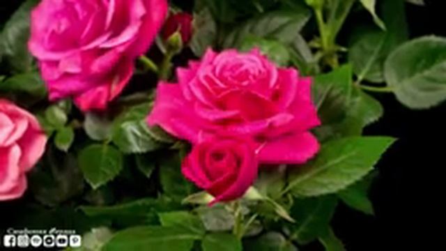 Музыка для исцеления всех болей тела, души и духа ? Музыка для сна, успокаивает разум #2 смотреть онлайн