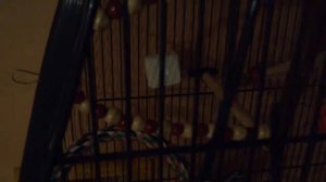 Волнистый попугай чихает