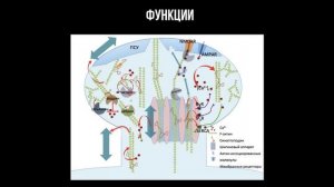 Олеся Широкова "Помнить шипиками: краткое руководство по пользованию мозгом"