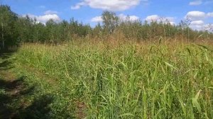 Суданская трава в Сибири!!!!