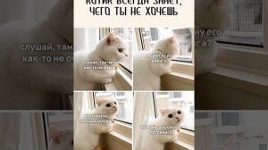 Взять кота и умчаться в закат ! #мем Смешные Котики / картинки с надписями #приколы с озвучкой ?