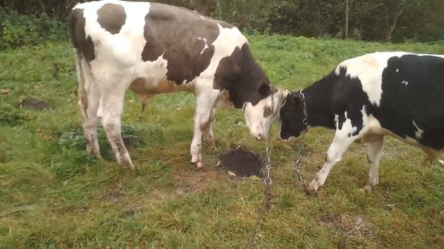 Привесы бычков от 6 до 9 месяцев. смотреть онлайн