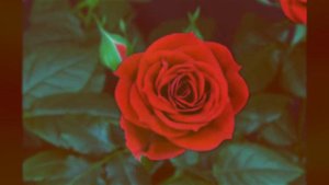 Rihanna - Love Without Tragedy (feat. Marilyn Monroe)