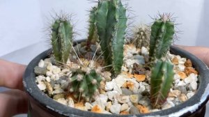 Мои кактусы и какие-то мысли. Показываю кактусы которые вырастил из семян.