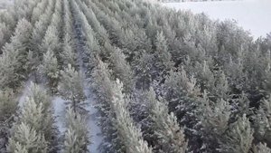 Кулундинская степь  2019г