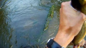 САМАЯ БОЛЬШАЯ РЫБА: ЯЗЬ ПОЧТИ ДВА КИЛОГРАММА! РЕКА ИСЕТЬ, ПОСЁЛОК БОБРОВСКИЙ 4 ИЮЛЯ 2016