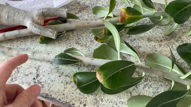 Адениум. Гниль корней, мягкий каудекс. Можно ли спасти адениум? Пытаюсь… 15 января 2024 г. смотреть онлайн