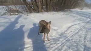 В Оренбургской области полицейские спасли жизнь дикой косули