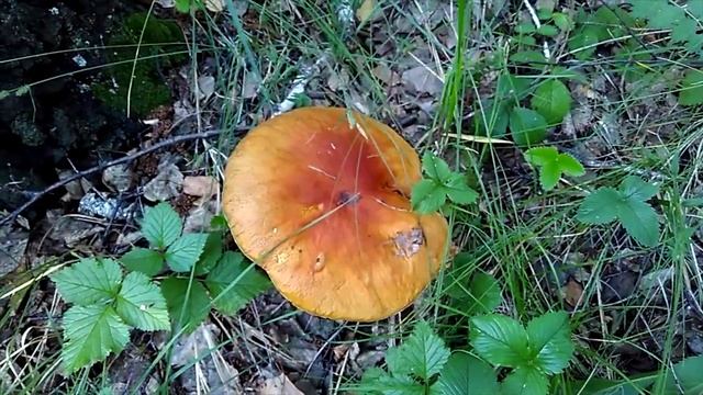 Гриб в Сибири_Mushroom in Siberia