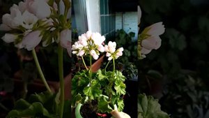 Цветение сортовой пеларгонии "Эмма"