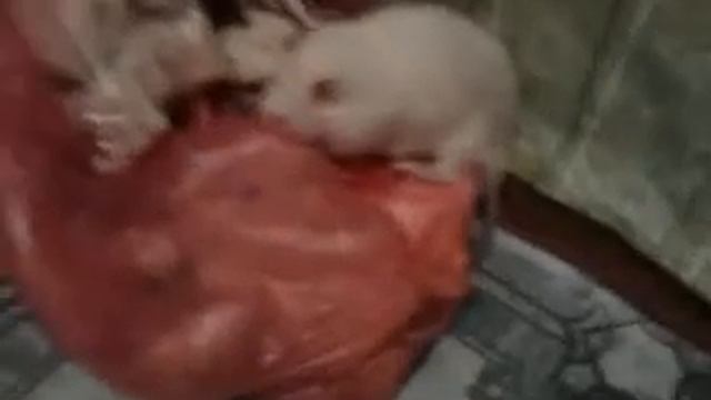 Крыса проголодалась:) смотреть онлайн