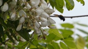 Carpenter Bee on White Wisteria クマバチ♂が白藤を訪花吸蜜