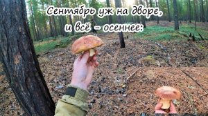 Тихая охота/сентябрьские грибочки