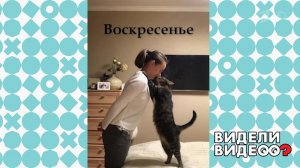 Очень любвеобильный кот. Видели видео? Фрагмент выпуска от 03.11.2019