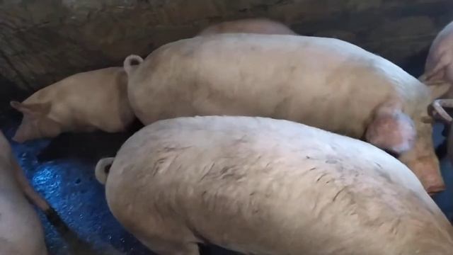Откорм свиней за 6 месяцев