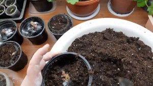 Клубневые бегонии/проращивание, грунт, посадка, лечение клубня и лайфхак/