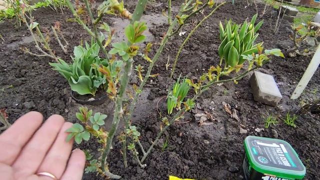 Первая подкормка и обработка роз от болезней