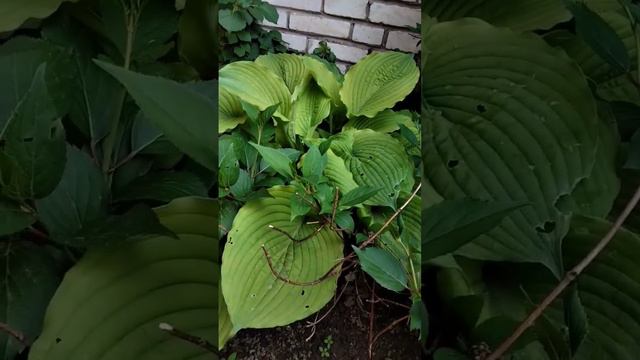 Мои хосты маленькая частьхоста садоводство shortvideo shortsvideo огород цветы дача