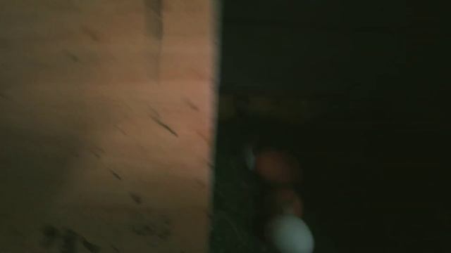 На даче в курятнике. Ручные куры смотреть онлайн