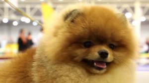 Royal Canin MINI JUNIOR для щенков мелких размеров с 2 до 10 месяцев