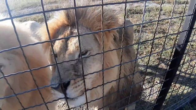Ранний завтрак львов за колесом. Часть третья. К львам приехали гости. смотреть онлайн