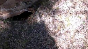 Добыча золота в Маминском