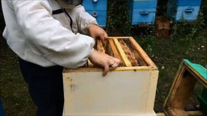 Отбор меда 2019. Третья качка меда. Взяток с подсолнуха. Сколько меда можно взять у одной семьи?