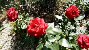 Роза Крайслер Империал. Crisler Imperial rose.
