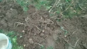 Урожай безкрахмального картофеля