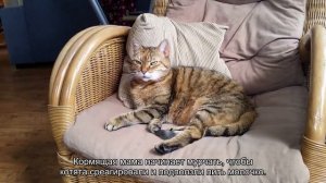 Почему кошки мурчат и что это значит?