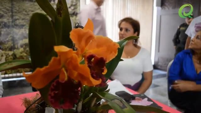 Exposición Nacional de Orquídeas 2013 Armenia,Quindío смотреть онлайн