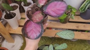 Обрезка каламондина, распаковка посылки ?