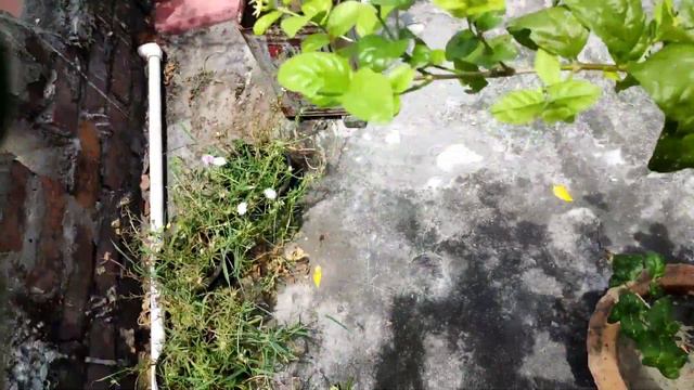 Magical fertilizer for mogra,Jasmine for blooming/ unknown use of coffee in plants смотреть онлайн