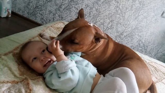Бультерьер и ребёнок